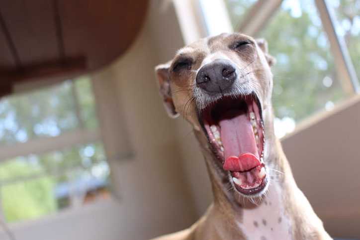 Dog Puppy Trainer Cardiff South Wales