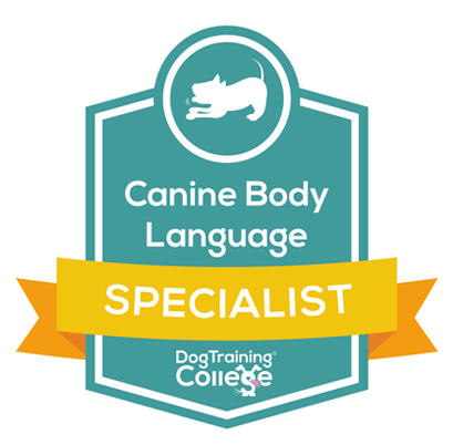 Dog Puppy Trainer Cardiff South Wales