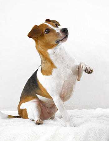Dog Puppy Trainer Cardiff South Wales