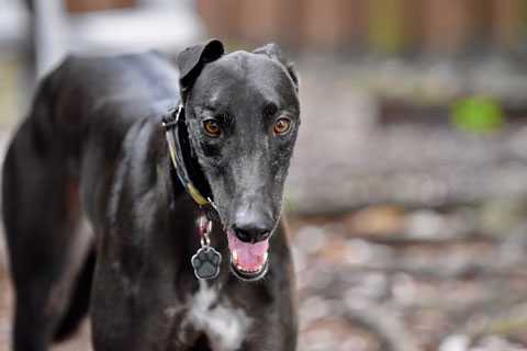 Dog Puppy Trainer Cardiff South Wales