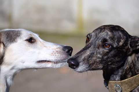 Dog Puppy Trainer Cardiff South Wales
