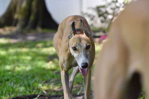 Dog Puppy Trainer Cardiff South Wales