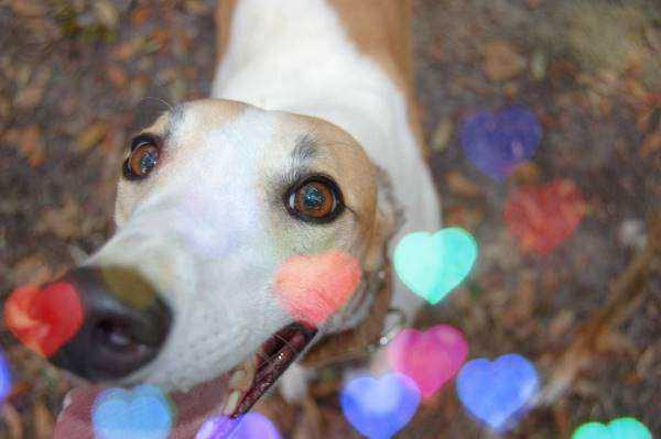Dog Puppy Trainer Cardiff South Wales
